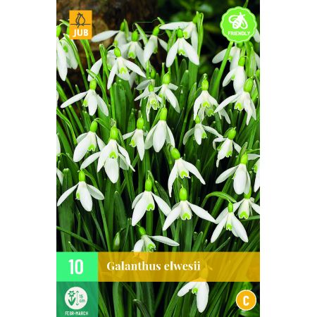 Galanthus elwesii - 10 bloembollen