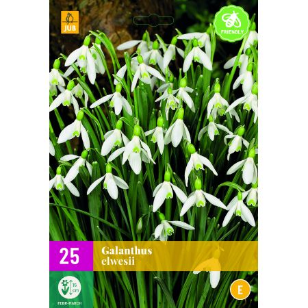 Galanthus elwesii - 25 bloembollen