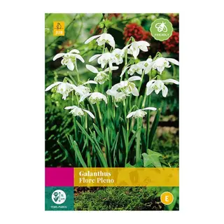 Galanthus Flore Pleno - 15 bloembollen