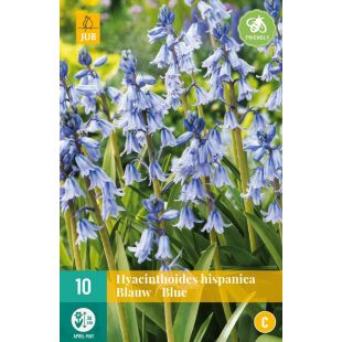 Hyacinthoides hispanica Blauw - 10 bloembollen