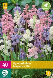 Hyacinthoides Hispanica Mix