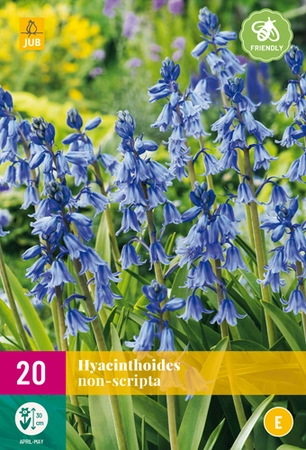 Hyacinthoides Non Scripta - 20 bloembollen