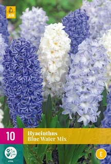 Hyacinthus Blue Water Mix