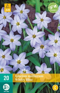 Ipheion Uniflorum Wisley Blue - 20 bloembollen