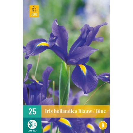 Iris hollandica Blauw - 25 bloembollen