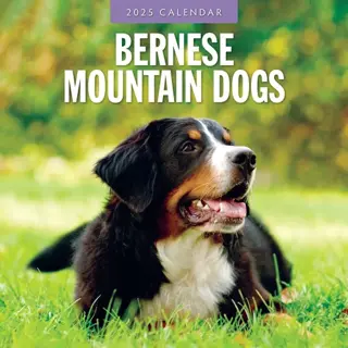 Kalender 2025 - Bernese Mountain Dogs - afbeelding 1