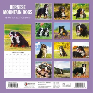 Kalender 2025 - Bernese Mountain Dogs - afbeelding 2