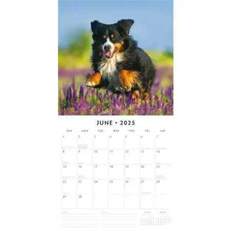 Kalender 2025 - Bernese Mountain Dogs - afbeelding 3