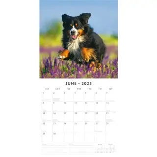 Kalender 2025 - Bernese Mountain Dogs - afbeelding 3