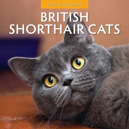 Kalender 2025 - Brit Shorth Cats - afbeelding 1