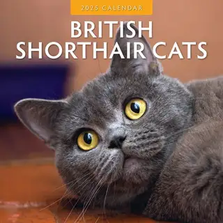 Kalender 2025 - Brit Shorth Cats - afbeelding 1