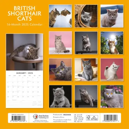 Kalender 2025 - Brit Shorth Cats - afbeelding 2