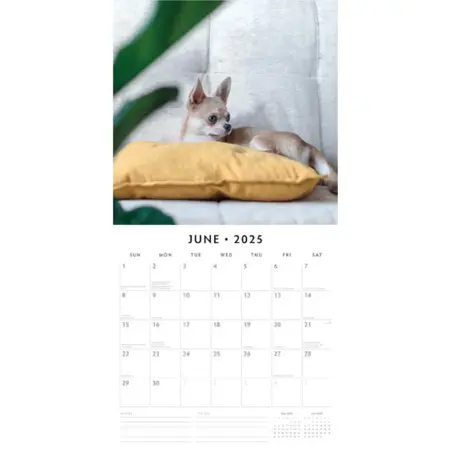 Kalender 2025 - Chihuahuas