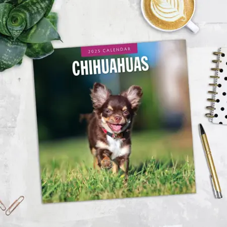 Kalender 2025 - Chihuahuas