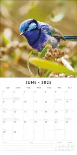 Kalender 2025 - Cute Birds - afbeelding 3