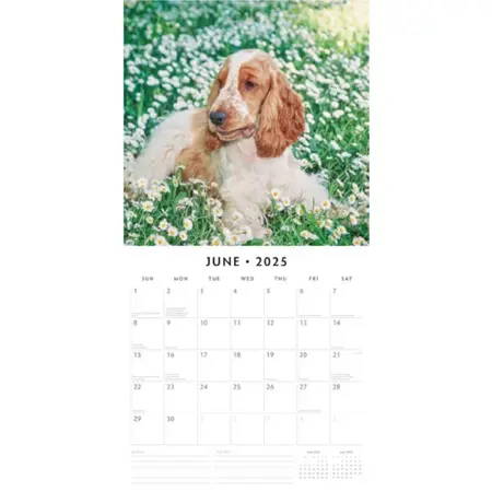 Kalender 2025 - Engelse Cocker Spaniels - afbeelding 3