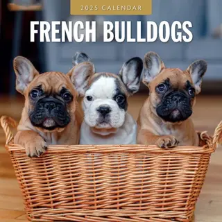 Kalender 2025 - French Bulldogs - afbeelding 1