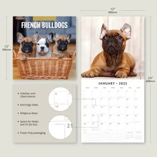 Kalender 2025 - French Bulldogs - afbeelding 3