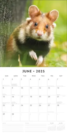 Kalender 2025 - Hamsters - afbeelding 3