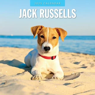 ack Russell Terrier Kalender 2025 - 13 Prachtige Foto's van Jack Russell Terriers