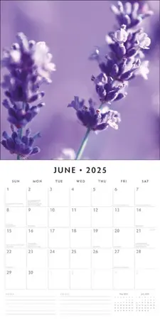 Lavendel Kalender 2025 - 13 Full-Color Foto's van Prachtige Lavendel