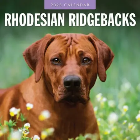 Rhodesian Ridgeback Kalender 2025 met 13 full-color foto's. Engelstalige kalender vanaf september 2024. Formaat: 30x30 cm (uitgeklapt 30x60 cm).