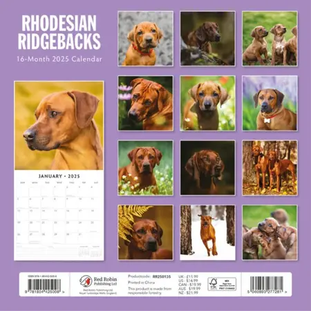 Rhodesian Ridgeback Kalender 2025 met 13 full-color foto's. Engelstalige kalender vanaf september 2024. Formaat: 30x30 cm (uitgeklapt 30x60 cm).