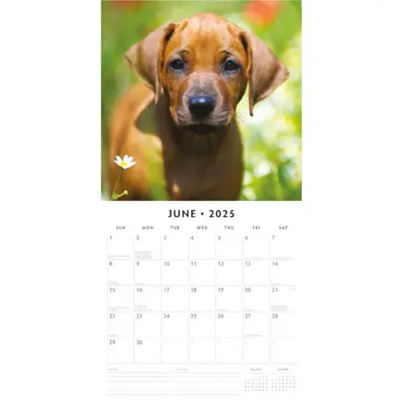 Rhodesian Ridgeback Kalender 2025 met 13 full-color foto's. Engelstalige kalender vanaf september 2024. Formaat: 30x30 cm (uitgeklapt 30x60 cm).