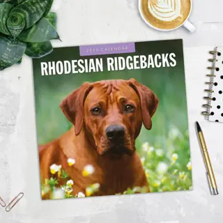 Rhodesian Ridgeback Kalender 2025 met 13 full-color foto's. Engelstalige kalender vanaf september 2024. Formaat: 30x30 cm (uitgeklapt 30x60 cm).