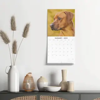 Rhodesian Ridgeback Kalender 2025 met 13 full-color foto's. Engelstalige kalender vanaf september 2024. Formaat: 30x30 cm (uitgeklapt 30x60 cm).