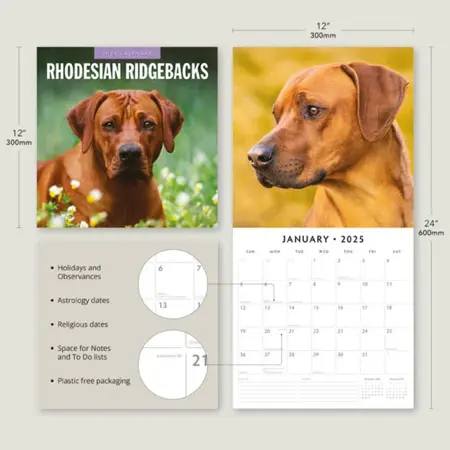 Rhodesian Ridgeback Kalender 2025 met 13 full-color foto's. Engelstalige kalender vanaf september 2024. Formaat: 30x30 cm (uitgeklapt 30x60 cm).