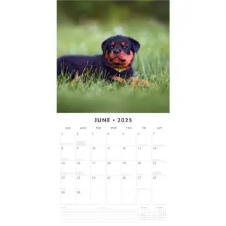 Kalender 2025 - Rottweilers - afbeelding 3