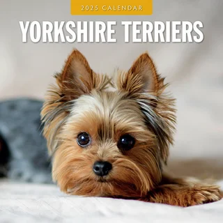 Kalender 2025 - Yorkshire Terriers