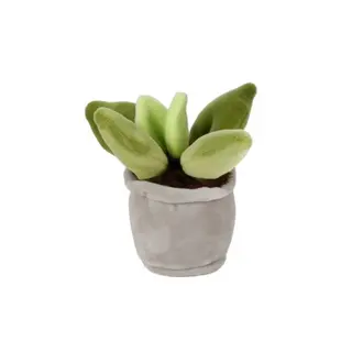 Knuffelplant Crassula Medium Pluche H12/17cm