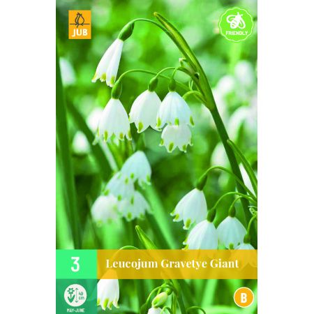 Leucojum Gravetye Giant - 3 bloembollen