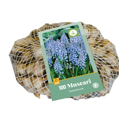 Muscari armeniacum - 100 bloembollen