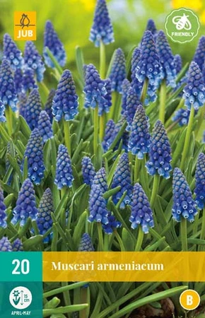 Muscari armeniacum - 20 bloembollen