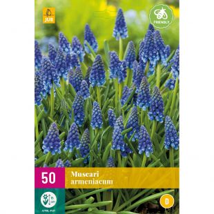 Muscari armeniacum - 50 bloembollen