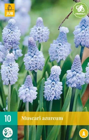 Muscari Azureum - 10 bloembollen