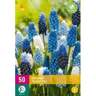 Muscari Magic Mix - 50 bloembollen