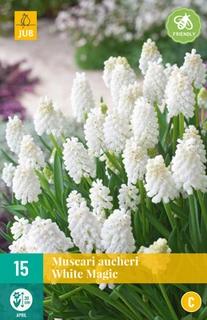 Muscari Aucheri White Magic - 15 bloembollen