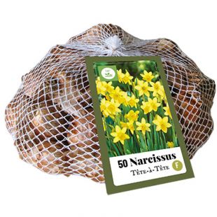 Narcissus - 50 bloembollen