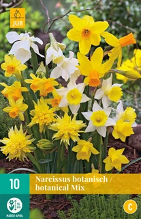 Narcissus botanisch Mix - 10 bloembollen