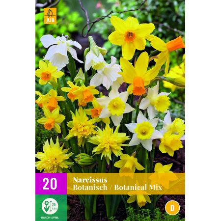 Narcissus botanisch Mix - 20 bloembollen