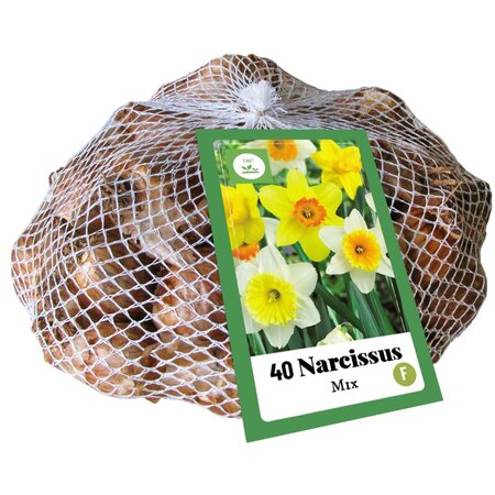 Narcissus Grootkronig Mix - 40 bloembollen