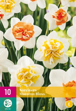 Narcissus Macaron Bloss - 10 bloembollen