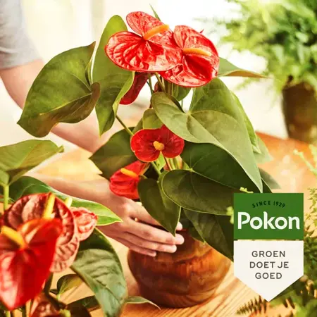 Pokon Anthurium Voeding 250ml