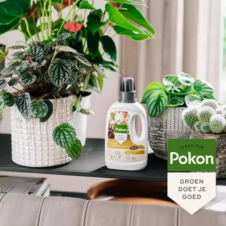 Pokon Bio Kamerplanten Voeding 500ml - afbeelding 3