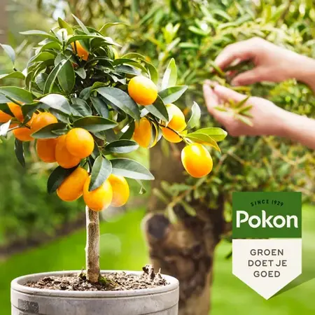 Pokon Bio Mediterrane Planten Voeding 500ml - afbeelding 3