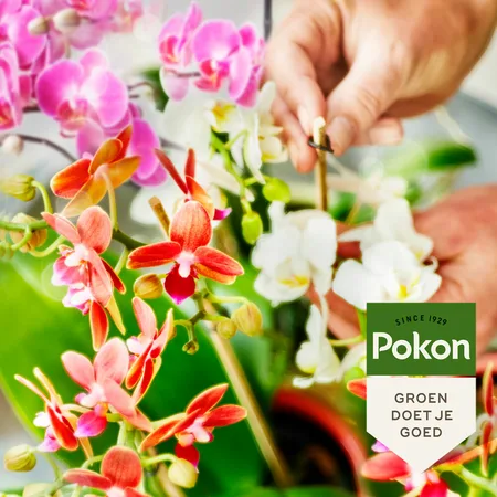 Pokon Bio Orchidee Voeding 250ml - afbeelding 3